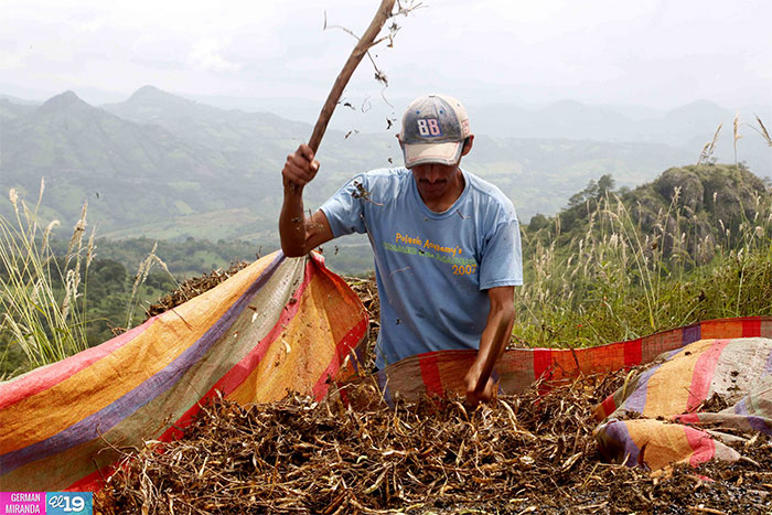 Cambio climático produce afectaciones en el sector productivo de Nicaragua