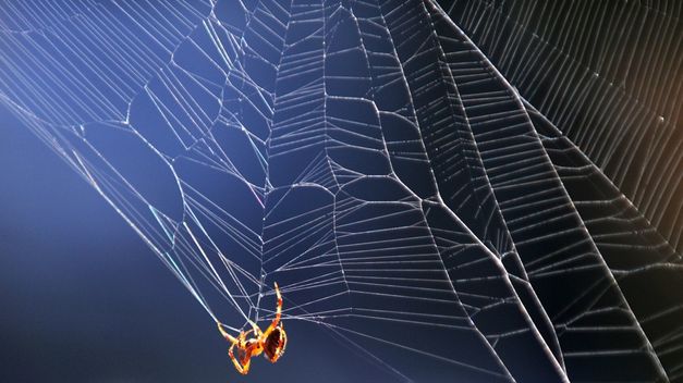 Científicos alemanes crean seda de araña artificial
