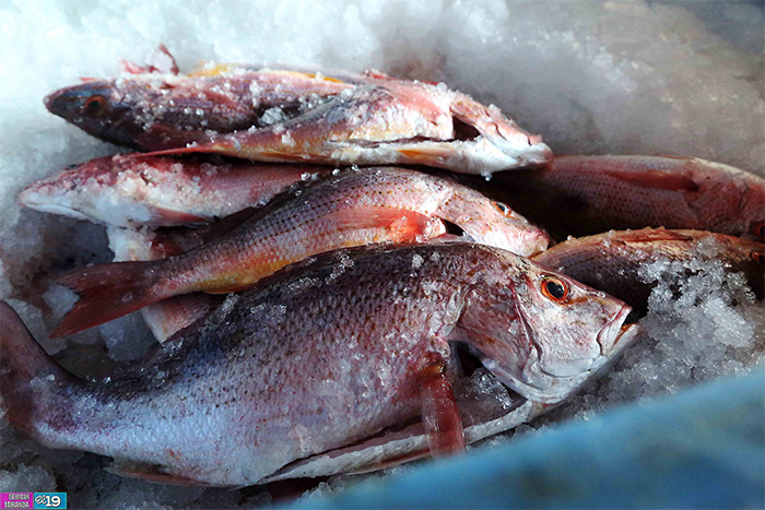 Explotación racional y sostenible de recursos pesqueros garantiza exportaciones todo el año