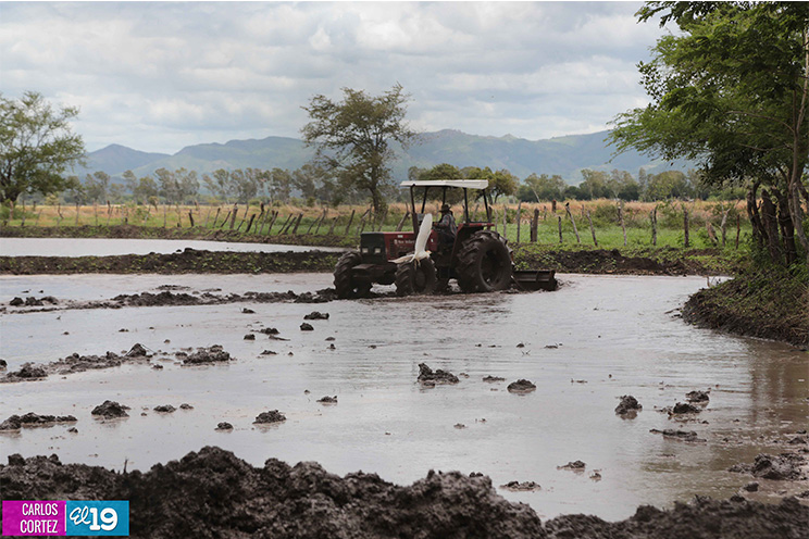 Taiwán dota a Nicaragua de laboratorios de investigación y producción de arroz, hortalizas y frutas