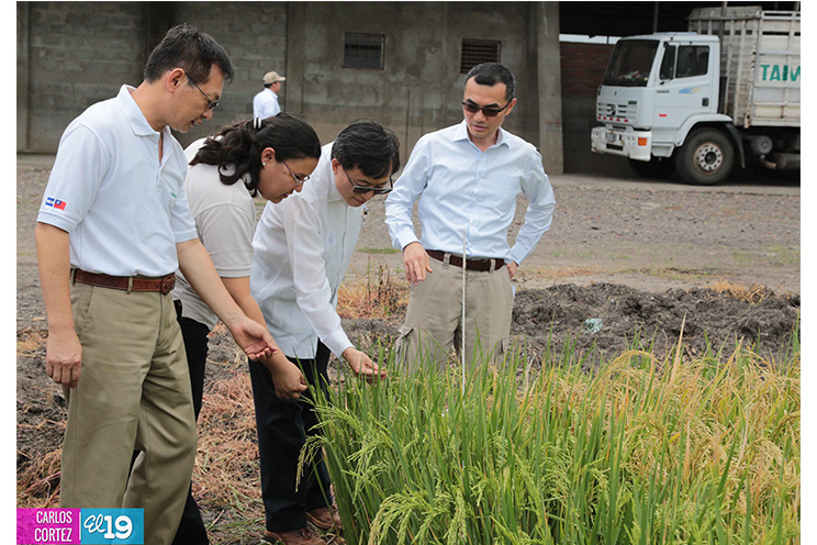 Taiwán dota a Nicaragua de laboratorios de investigación y producción de arroz, hortalizas y frutas
