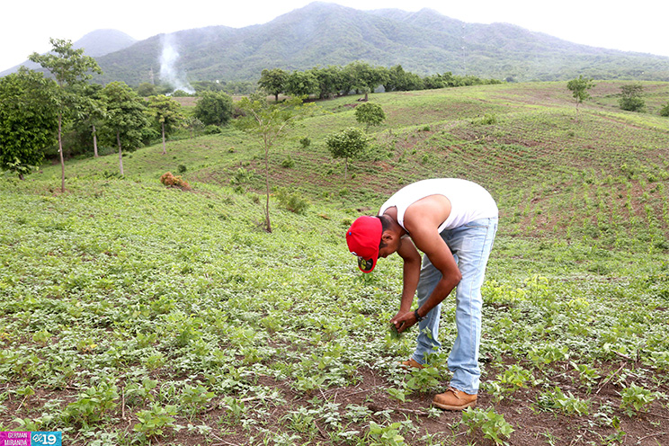 Productores de occidente esperan regularización de las lluvias para mejorar resultados de sus cultivos