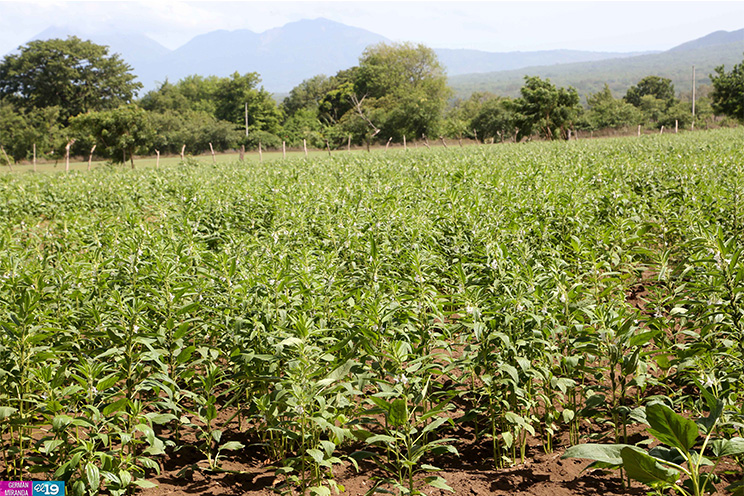 Productores de occidente esperan regularización de las lluvias para mejorar resultados de sus cultivos