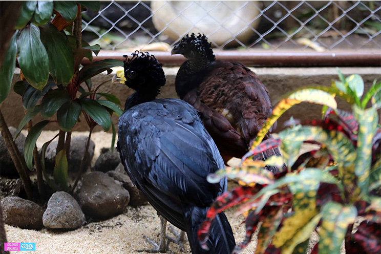 Zoológico Nacional estrena galerón de aves exóticas