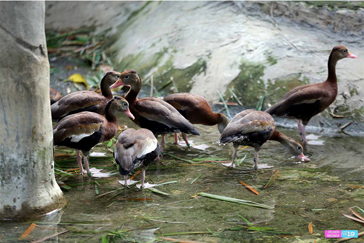 Zoológico Nacional estrena galerón de aves exóticas