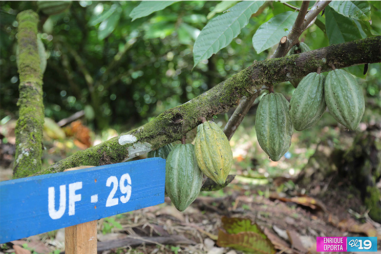 INTA desarrolla Taller Nacional de Producción Moderna de Cacao en Centro Tecnológico de El Rama