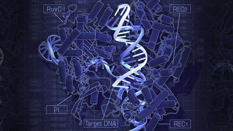 Alerta científica: nueva tecnología que modifica genes podría tener consecuencias terribles