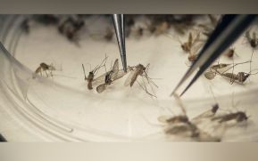Más de 750,000 personas mueren cada año por culpa de los mosquitos
