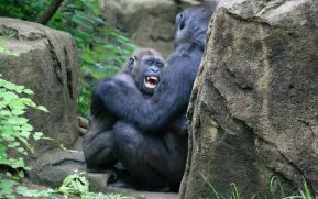 La risa humana tiene origen en los primates