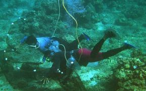 Acidificación dejará el mar con peces más enclenques y menos diversos