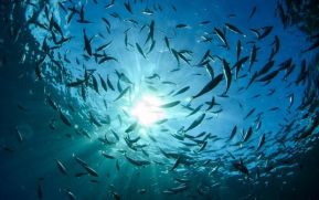 El 60 por ciento de los océanos muestran señales del cambio climático
