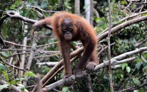 Fórmula matemática ayudaría a detener extinción de especies