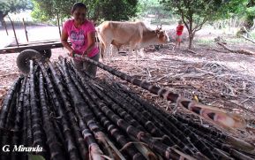 Productores de caña y limones dulces reportan buenas ventas de cara a la Purísima