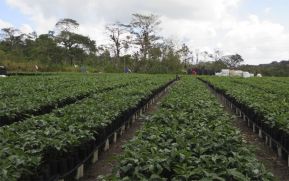 Estos son los ejes y acciones del Plan de Producción, Consumo y Comercio del 2018