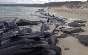 Más de 150 ballenas varan en una playa de Australia