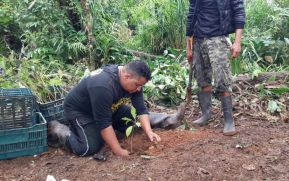 Inicia reforestación en Reserva Indio Maíz