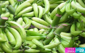 ¿Cuánto plátano se produce en Nicaragua? ¿Cuánto se consume y cuánto se exporta?