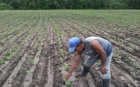 Nueva Segovia, tierra bendita de granos básicos y tabaco