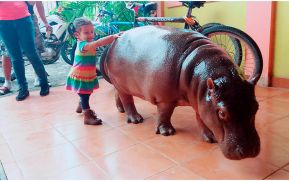 “Suri” el hipopótamo que causa sensación en Nicaragua