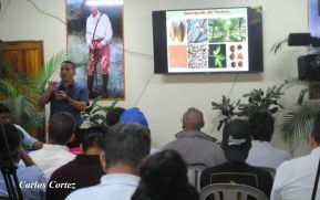 INAFOR presenta estudio sobre los árboles de pochote en Nicaragua