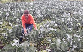 Productores de hortalizas de Matagalpa contentos con la buena cosecha