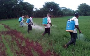 El Instituto Nicaragüense de Tecnología Agropecuaria de la mano con los productores