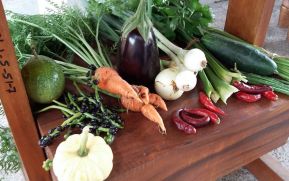 Programa de Patio Saludable sigue impulsando la producción de alimentos sanos