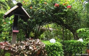 El Crucero, un paraíso entre mil flores, neblina y café