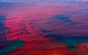 Marea Roja se moviliza y probablemente de aquí al viernes salga del país
