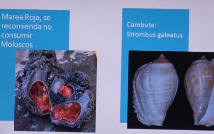 Inpesca: Fenómeno de Marea Roja afecta a Moluscos y no a peces