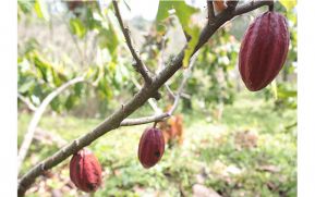 Producción de Cacao con resultados satisfactorios
