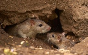El brote de hantavirus en Argentina: ¿Qué está pasando?