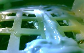Semilla de algodón brota por primera vez en la Luna