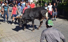 Diriá celebra a San Sebastián con tradicional tope de toros