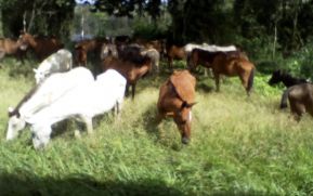 Ejército recupera 28 equinos en zona fronteriza de Río San Juan