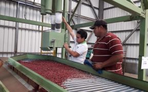 Productores nicaragüenses fortalecen capacidades en fitomejoramiento y certificación de semillas