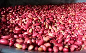 Mercados completamente abastecidos, prueba de excelente ciclo agrícola en Nicaragua