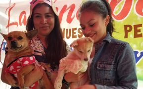 Masaya realiza lanzamiento de jornada de vacunación canina