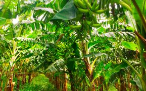 Producción de plátanos aporta al dinamismo económico de Nicaragua
