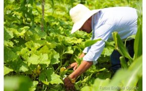 Actividad agrícola y pecuaria en Nicaragua mejora significativamente