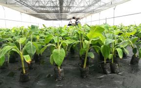 (+Fotos) Dos nuevos invernaderos para la producción de plantas de hortalizas y plátanos