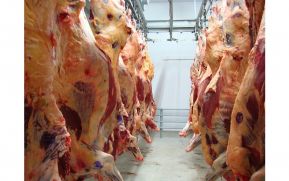 Nicaragua registra crecimiento en producción y exportación de carne