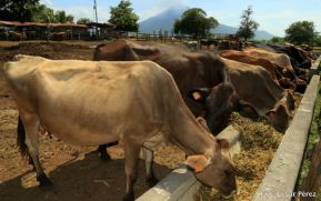Producción de carne de res y acopio de leche registran buen comportamiento en Nicaragua