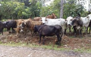 Ejército de Nicaragua informa sobre ganado recuperado a elementos abigeos en El Ayote