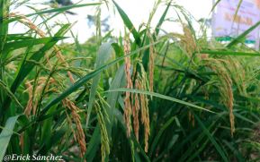 Presentan nueva variedad de arroz mejorado en Rosita