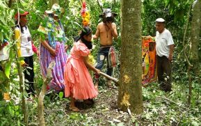 Tradicional Torovenado El Malinche ya tiene su palo de acetuno para realizar el palo lucio en alborada