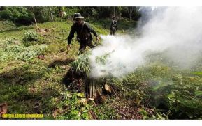 Batallón Ecológico incauta marihuana en Siuna