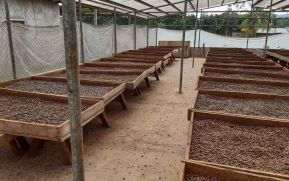 Reportan buena producción de cacao en Siuna