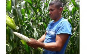 Cosecha de apante en maíz y frijoles con buenas expectativas en Nicaragua