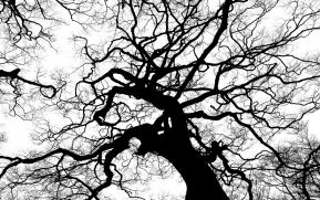 Detalles del momento: El bosque y no las ramas